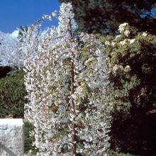 Dwarf Weeping White Cherry Tree 30 Beauty White Privacy Screen Great For Planting - Variant 1 - View 4