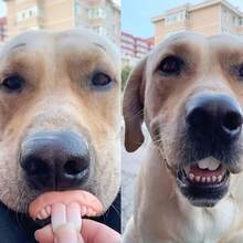 3pcs Hilarious Dog Denture Toys - , Tear-Resistant Fake Teeth For Pets - Perfect For Halloween & Photoshoots - Multicolor - View 6