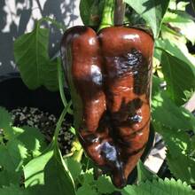 Tendencia20 Semillas Chile Mulato Isleño HeirloomCalidad premium - 1 - Ver 3