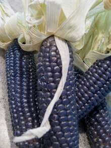 Tendencia25 Semillas Maiz Azul Palomero Blue Popcorn HeirloomCalidad premium - 1 - Ver 1