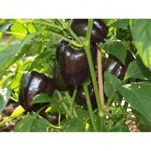 Live Plants - 1 - 查看 4