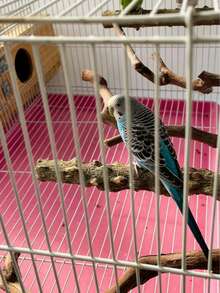 5件套鸟栖架套装，天然木质鹦鹉栖架，3根葡萄木栖架，2个支架，磨爪器，虎纹鹦鹉磨牙棒，训练枝，适用于玄凤鹦鹉、小型和中型鸟类