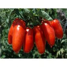 Tendencia15 Semillas Tomate San Marzano Italia Autentico NuevasCalidad premium - 1 - Ver 7