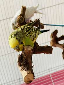 5件套鸟栖架套装，天然木质鹦鹉栖架，3根葡萄木栖架，2个支架，磨爪器，虎纹鹦鹉磨牙棒，训练枝，适用于玄凤鹦鹉、小型和中型鸟类