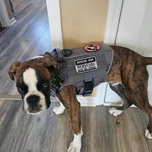 2 PCS  Patches Removable Tactical Hook Loop Embroidered In Training Patch Do Not Pet WorFKing Dog Patch For Vest Harnesses Collars Leashes,RescueDog2PCS - 救援犬2件套裝 - 查看 6