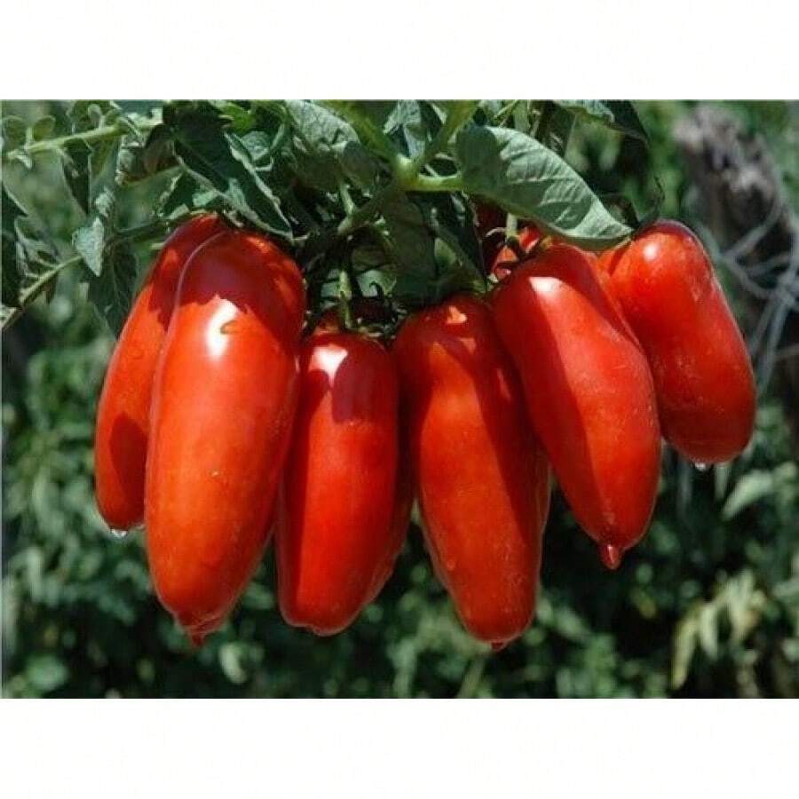 Tendencia15 Semillas Tomate San Marzano Italia Autentico NuevasCalidad premium - 1 - Ver 1