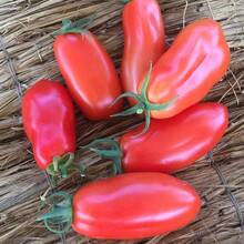 Tendencia15 Semillas Tomate San Marzano Italia Autentico NuevasCalidad premium - 1 - Ver 4
