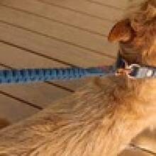 TendenciaCorrea Perro Zero Shock Ezydog Denim 122cmCalidad premium