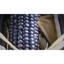 Tendencia25 Semillas Maiz Azul Palomero Blue Popcorn HeirloomCalidad premium - 1 - Ver 7