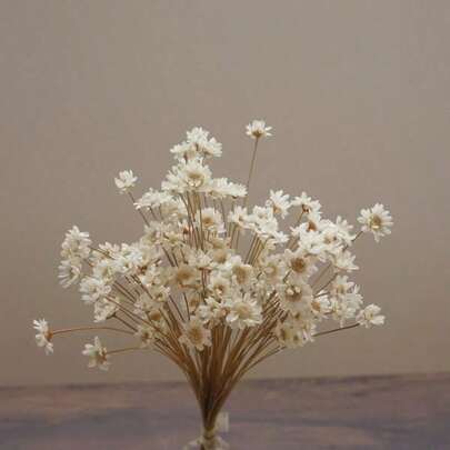 30/60/100/200支巴西雏菊干花装饰，迷你洋甘菊花束，适用于婚礼花艺布置、家居装饰、情人节礼物，珊瑚粉色，乡村风花卉和天然草本装饰