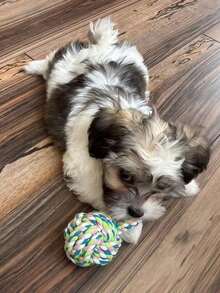 9件套 XL号狗狗磨牙玩具 - 耐用型幼犬磨牙玩具，适合大型犬，高强度棉绳玩具，狗狗磨牙绳结玩具，坚韧的互动训练玩具，适合各种体型的狗狗 - 彩色 - 查看 12