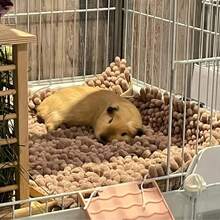 Weicher Korallen-Fleece Haustier Teppich/Matte - Hochabsorbierend, geeignet für Kaninchenkäfige, bietet ein komfortables Schlafumfeld für kleine Tiere wie Hamster, Meerschweinchen, Kaninchen - Verschiedenfarbig - Übersicht 27
