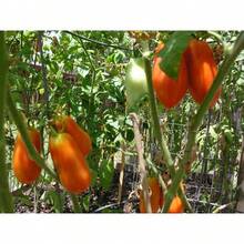 Tendencia15 Semillas Tomate San Marzano Italia Autentico NuevasCalidad premium - 1 - Ver 6