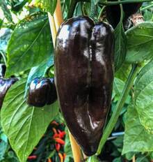 Tendencia20 Semillas Chile Mulato Isleño HeirloomCalidad premium - 1 - Ver 4