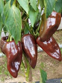 Tendencia20 Semillas Chile Mulato Isleño HeirloomCalidad premium - 1 - Ver 6