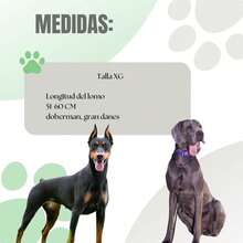 TendenciaFaja Postoperatoria Para Perros Y Gatos Tallas ChicasCalidad premium - XCH - Ver 10