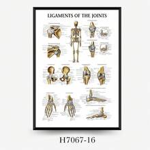 Muscle System Anatomy Poster - Frameless Human Muscle Anatomy Poster, Suitable For Fitness And Exercise Education Sticker