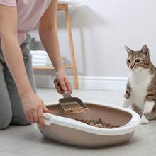Cat Litter