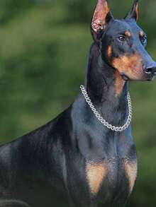 不锈钢狗项圈，狗牵引项圈，可调节金属P型链狗项圈，宠物训练牵引绳，可存放于车内的便携式狗项圈。 - 銀色 - 查看 4