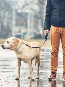 不锈钢狗项圈，狗牵引项圈，可调节金属P型链狗项圈，宠物训练牵引绳，可存放于车内的便携式狗项圈。 - 銀色 - 查看 9