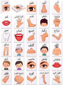 Bilingual Flashcards For Animals/Fruits/Vegetables/Body Parts, Arabic Vocabulary Learning Cards, English Animal Vocabulary Cards, Fruit & Vegetable Recognition Cards, School Learning Aids, Arabic-English Body Part Learning Cards, Suitable As Back-To-School Gifts, Early Learning Gifts - Color - View 10
