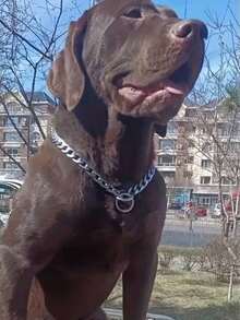 不锈钢狗项圈，狗牵引项圈，可调节金属P型链狗项圈，宠物训练牵引绳，可存放于车内的便携式狗项圈。 - 銀色 - 查看 10