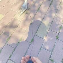 2.2cm/0.866in Adjustable Bird Harness Leash, Retractable Bird Rope, Bird Walking Tether, Parrot Flying Leash - Includes Neck Zipper - Multicolor - View 2