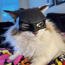 Cat Cosplay Bat Mask,Halloween Decoration Gift For Cat,Funny Cat Costumes Accessories,Reusable Pet Superhero Accessory For Halloween And Photos - Black - View 6