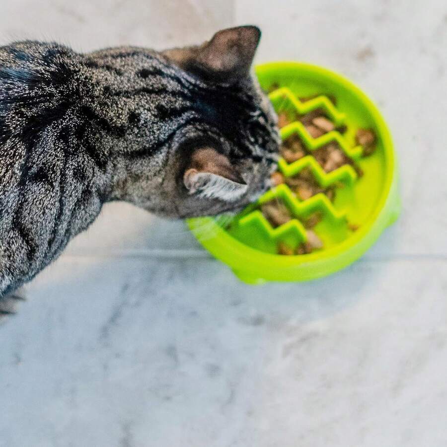 Catstages Kitty Slow Feeder Bowl For Cats & Small Dogs, Puzzle Dish For Fast Eaters, For Wet Or Dry Food, Helps Slow Eating & Aid Digestion, Non-Slip, Made Without BPA, 3/4 Cup, 5-Inch, Green - 500ml - Xem 1