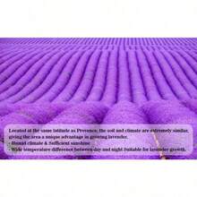 Sachês - 200g + 20 peças Saco de Fio Roxo - Ver 11