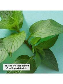 EstiloTendenciaeos (1) BáLsamo Labial OrgáNico Y Duradero, Cuidado De Los Labios – Menta Dulce, Aceites OrgáNicos Nutritivos, Manteca De KaritéCalidad PremiumVersióN Mejorada - 1 - Ver 3