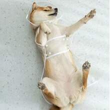 Transparent Dog Raincoat - Quick-Drying PVC Material, All-Round Waterproof Protection, Button Design Suitable For Small And Medium Dogs (Teddy, Bichon Frise, Poodle) - Wet Walking Transparent Rain Gear, Elegant Pet Accessory - Multicolor - View 4