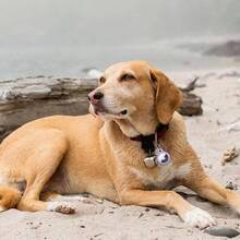 2 Pack Llavero para AirTag 2021, TPU Funda Antiprdida/Antigo/Antirrayos con Tapa Frontal 360 Llavero para GPS, Mochilas y Mascotas Negro+Azul - Púrpura + Rosa roja - Ver 9