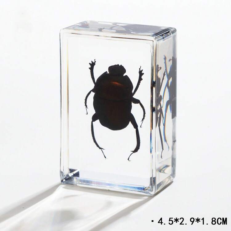 1 pièce Insecte et plante spécimen préservé dans une boîte en résine transparente ambre ! Modèle permanent d'insecte et de plante, spécimen d'insecte réel dans la résine, presse-papiers, modèle d'animal et de plante transparent en ambre carré, ornement décoratif, objet de collection de grande valeur. - Multicolore - Voir 7