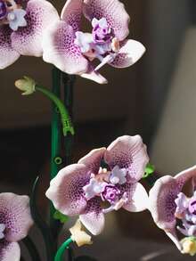 619片紫色兰花积木套装，花瓣关节灵活，可DIY兰花盆栽积木，成人积木套装，适合家居装饰、办公桌装饰、展示架装饰，情人节礼物、生日礼物、新年礼物 - MJ蝴蝶蘭 - 查看 8