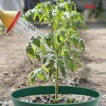6Pcs Planting Grow Rings Plastic Plant Watering Protective Round Edging For Vegetables, Herbs And Flowers - Green - View 2