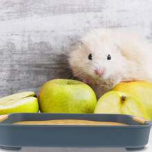 Small Animal Bedding & Litter - Mustard Yellow - View 2