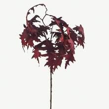 Artificial Fall Coral Leaves Stems 8 PCS, Fall Decorations For Indoor Outdoor Halloween Than1ks 1giving Farmhouse Arrangement Decorations For Front Door Wedding Centerpieces In Autumn - 珊瑚葉(勃根地) - 查看 10