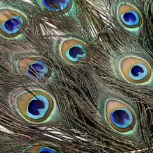 10pcs Faux Peacock Feather Decor Accessories, Suitable For Home Decor Or Flower Arrangement - Multicolor - View 3