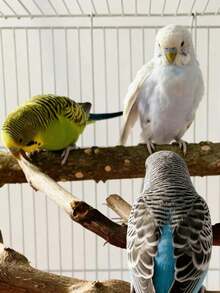 5件套鸟栖架套装，鹦鹉栖架支架，3根葡萄木栖架，2个支架，磨爪器，虎纹鹦鹉磨牙棒，训练枝，适用于玄凤鹦鹉、小型和中型鸟类