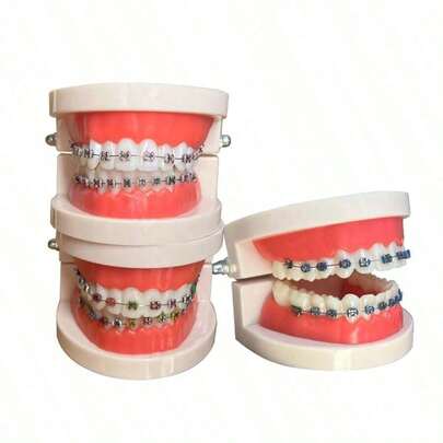 Oral Metal Bracket Model, Clinic Patient Communication Display Dental Model, Dental Teeth Bracket Model