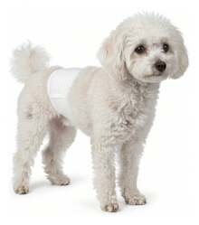 TendenciaFaja Postoperatoria Para Perros Y Gatos Tallas ChicasCalidad premium - XCH - Ver 1