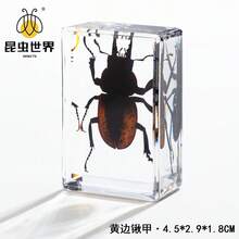 逼真昆虫标本，甲虫、蝎子、犀金龟、蜘蛛，生物科学教育礼品树脂摆件 - 高品质玩具，款式随机，生日礼物 - 圣诞礼物 - 万圣节礼物 - 完美礼物 - 彩色 - 查看 88