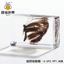 逼真昆虫标本，甲虫、蝎子、犀金龟、蜘蛛，生物科学教育礼品树脂摆件 - 高品质玩具，款式随机，生日礼物 - 圣诞礼物 - 万圣节礼物 - 完美礼物 - 彩色 - 查看 37