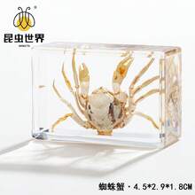 逼真昆虫标本，甲虫、蝎子、犀金龟、蜘蛛，生物科学教育礼品树脂摆件 - 高品质玩具，款式随机，生日礼物 - 圣诞礼物 - 万圣节礼物 - 完美礼物 - 彩色 - 查看 78