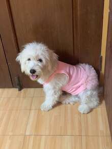 1 件优雅芭蕾薄纱裙宠物狗服装，公主裙无袖浪漫派对装，适合小型犬、猫，清凉春夏