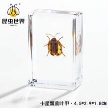 逼真昆虫标本，甲虫、蝎子、犀金龟、蜘蛛，生物科学教育礼品树脂摆件 - 高品质玩具，款式随机，生日礼物 - 圣诞礼物 - 万圣节礼物 - 完美礼物 - 彩色 - 查看 41