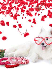 心形情人节宠物玩具，时尚流行，狗狗玩具，猫咪玩具，耐啃咬，节日气氛浓厚，必备礼物 - 彩色 - 查看 5