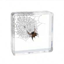 逼真昆虫标本，甲虫、蝎子、犀金龟、蜘蛛，生物科学教育礼品树脂摆件 - 高品质玩具，款式随机，生日礼物 - 圣诞礼物 - 万圣节礼物 - 完美礼物 - 彩色 - 查看 5