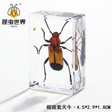 逼真昆虫标本，甲虫、蝎子、犀金龟、蜘蛛，生物科学教育礼品树脂摆件 - 高品质玩具，款式随机，生日礼物 - 圣诞礼物 - 万圣节礼物 - 完美礼物 - 彩色 - 查看 36